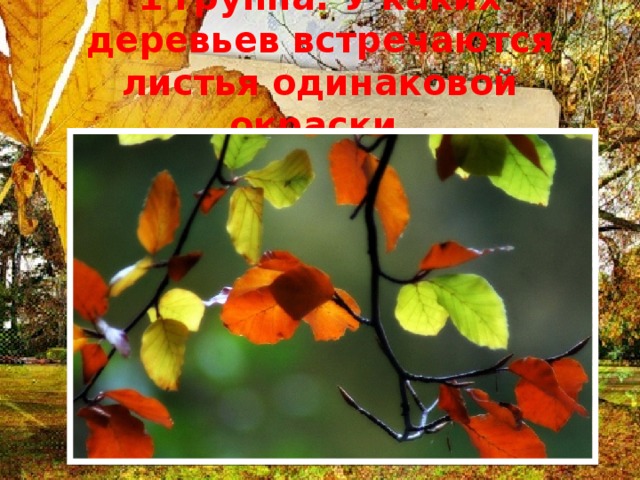 1 группа: У каких деревьев встречаются листья одинаковой окраски.