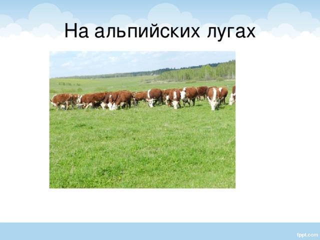 На альпийских лугах