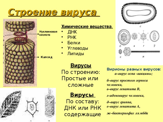 Строение вируса Химические вещества . ДНК РНК Белки Углеводы Липиды  Нуклеиновая кислота Капсид Вирусы По строению: Простые или сложные Вирионы разных вирусов:  а–вирус оспа -вакцины; б–вирус простого герпеса человека,  в–вирус гепатита В, г–аденовирус человека, д–вирус гриппа,  е–вирус гепатита А, ж–бактериофаг лямбда  Вирусы По составу: ДНК или РНК содержащие