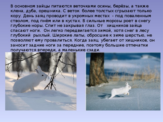 Зимой зайцы кормятся корой деревьев. Диктант заяц зимой. Зимой зайцы кормятся корой деревьев диктант.