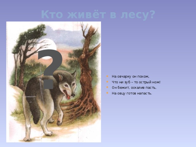 Кто живёт в лесу? На овчарку он похож, Что ни зуб – то острый нож! Он бежит, оскалив пасть, На овцу готов напасть. ?