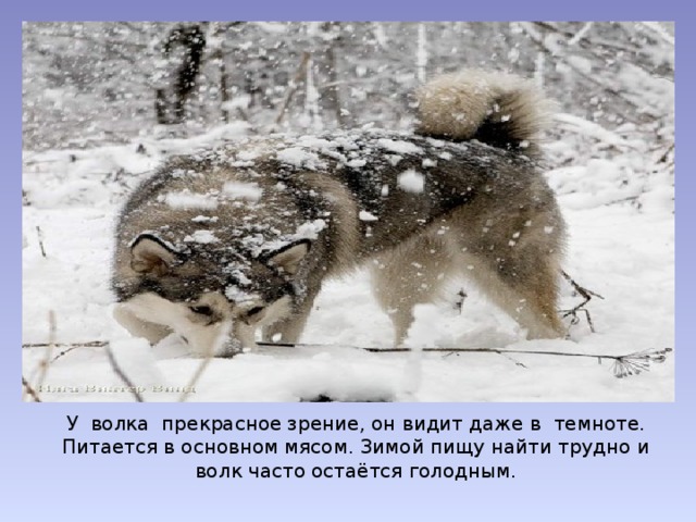 У волка прекрасное зрение, он видит даже в темноте. Питается в основном мясом. Зимой пищу найти трудно и волк часто остаётся голодным.