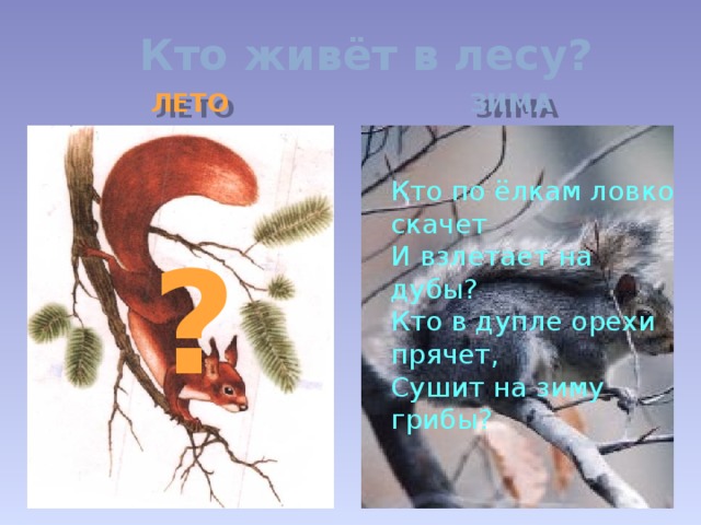 Кто живёт в лесу? ЛЕТО ЗИМА Кто по ёлкам ловко скачет И взлетает на дубы? Кто в дупле орехи прячет, Сушит на зиму грибы? ?