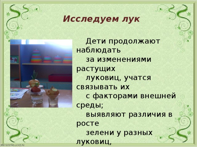 Исследуем лук  Дети продолжают наблюдать  за изменениями растущих  луковиц, учатся связывать их  с факторами внешней среды;  выявляют различия в росте  зелени у разных луковиц,  устанавливают их причины .