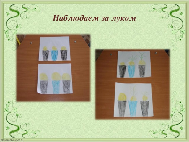 Наблюдаем за луком