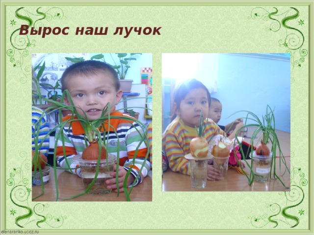 Вырос наш лучок