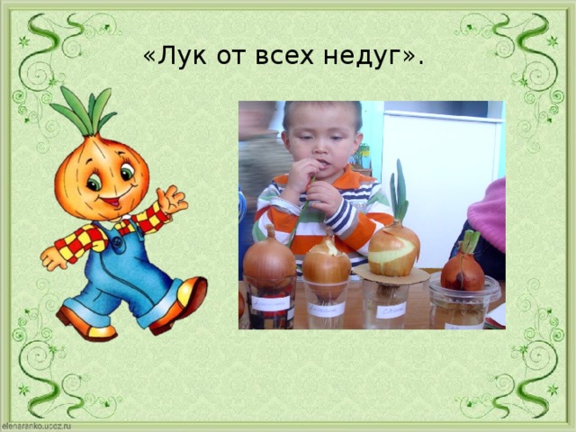 «Лук от всех недуг».
