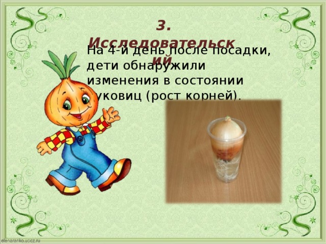 3. Исследовательский На 4-й день после посадки, дети обнаружили изменения в состоянии луковиц (рост корней).