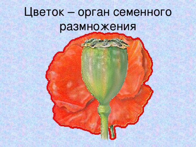 Цветок – орган семенного размножения