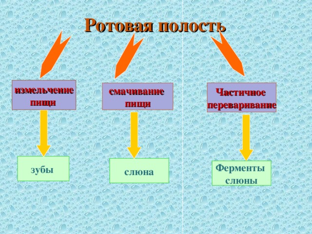 Ротовая полость измельчение пищи  смачивание пищи  Частичное переваривание зубы слюна Ферменты слюны