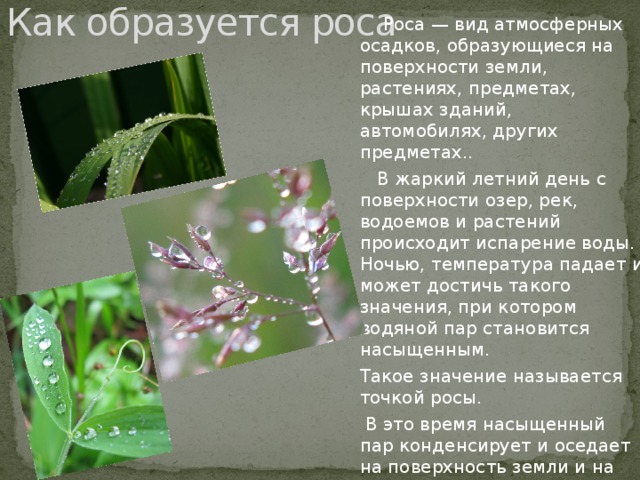 Как образуется роса   Роса — вид атмосферных осадков, образующиеся на поверхности земли, растениях, предметах, крышах зданий, автомобилях, других предметах..  В жаркий летний день с поверхности озер, рек, водоемов и растений происходит испарение воды. Ночью, температура падает и может достичь такого значения, при котором водяной пар становится насыщенным. Такое значение называется точкой росы.  В это время насыщенный пар конденсирует и оседает на поверхность земли и на листьях растений. Поэтому росу мы можем увидеть только ранним утром, когда она еще не испарилась под действием солнечных лучей.