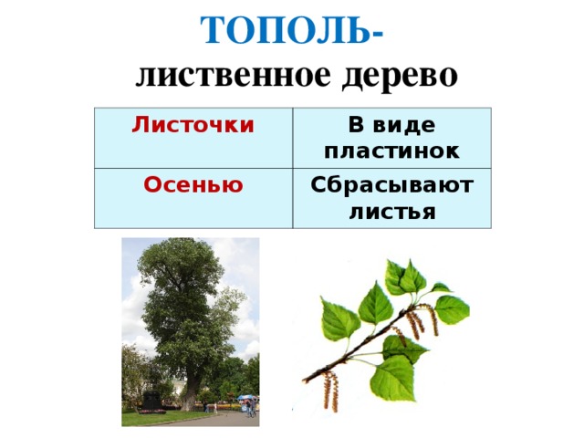 ТОПОЛЬ- лиственное дерево Листочки  В виде пластинок Осенью Сбрасывают листья