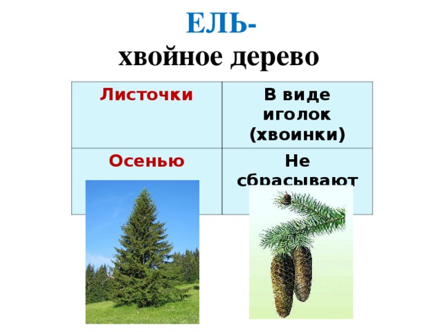 ЕЛЬ- хвойное дерево Листочки  В виде иголок (хвоинки) Осенью Не сбрасывают хвоинки