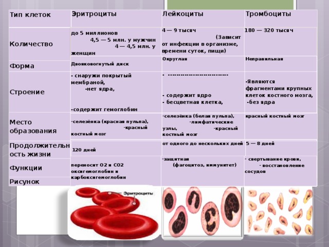 Тип клеток   Эритроциты Количество Форма Лейкоциты Тромбоциты Строение Место образования Продолжительность жизни Функции Рисунок до 5 миллионов 4,5 ― 5 млн. у мужчин 4 ― 4,5 млн. у женщин 4 ― 9 тысяч (Зависит от инфекции в организме, времени суток, пищи) 180 ― 320 тысяч Двояковогнутый диск Округлая Неправильная - снаружи покрытый мембраной, -нет ядра, -содержит гемоглобин - -----------------------------    - содержит ядро - бесцветная клетка,  -Являются фрагментами крупных клеток костного мозга,  -без ядра -селезёнка (красная пульпа), -красный костный мозг -селезёнка (белая пульпа), -лимфатические узлы, -красный костный мозг красный костный мозг 120 дней от одного до нескольких дней 5 ― 8 дней   переносит О2 и СО2 оксигемоглобин и карбоксигемоглобин -защитная (фагоцитоз, иммунитет) - свертывание крови, - восстановление сосудов  