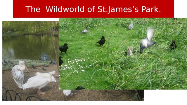 The Wildworld of St.James’s Park.