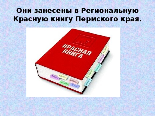 Они занесены в Региональную Красную книгу Пермского края.