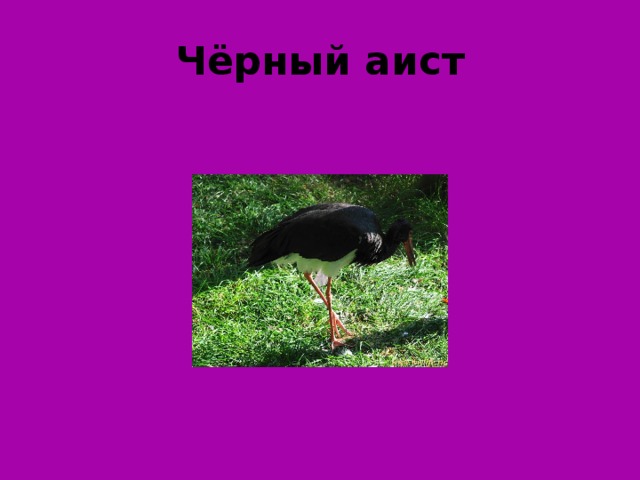 Чёрный аист