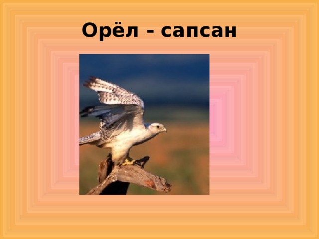 Орёл - сапсан