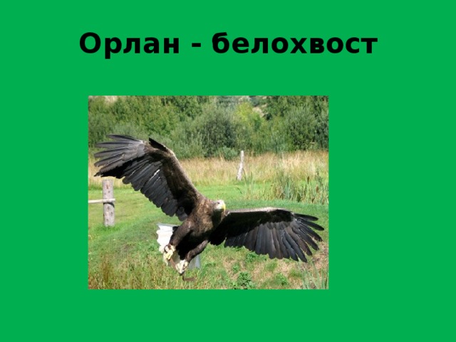 Орлан - белохвост