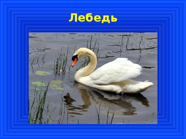 Лебедь