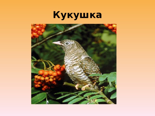 Кукушка