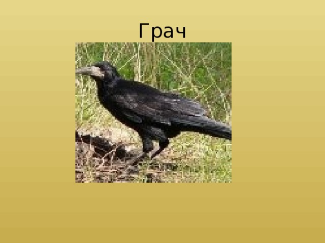 Грач