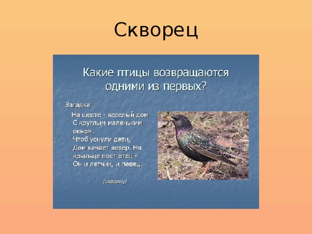 Скворец