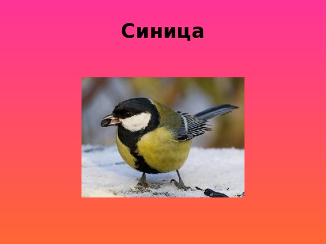 Синица