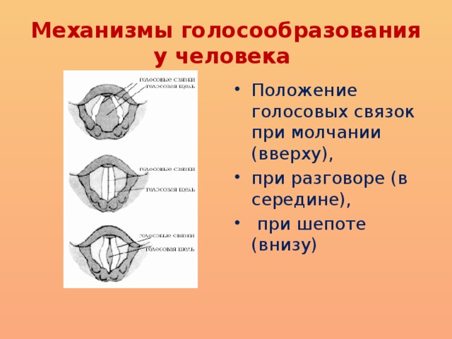 Механизмы голосообразования у человека Положение голосовых связок при молчании (вверху), при разговоре (в середине),  при шепоте (внизу)  