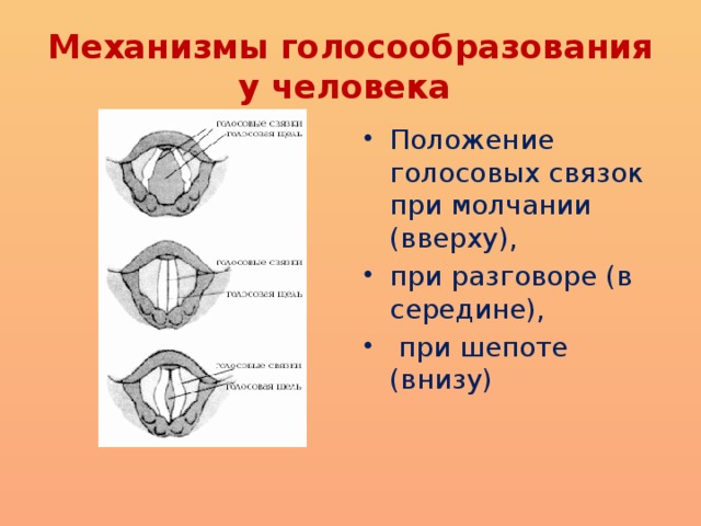 Голосовые связки человека при разговоре. Механизм голосообразования. Механизм голосообразования анатомия. Механизм голосообразования схема. Голосообразование кратко.