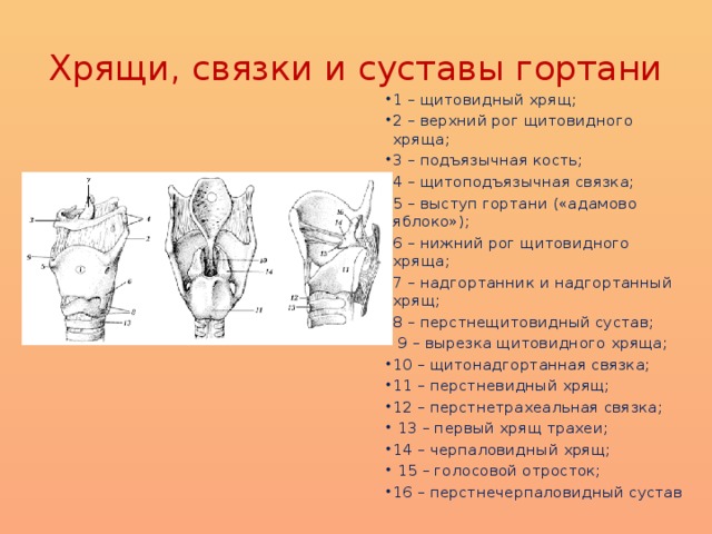 Хрящи и связки. Хрящи связки и суставы гортани. Связки и хрящи гортани вид сзади. Верхний Рог щитовидного хряща. Верхний и Нижний Рог щитовидного хряща.