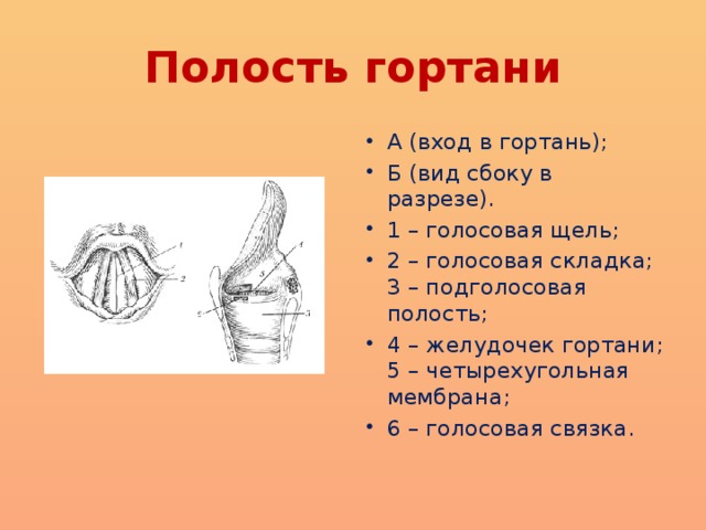 Полость гортани