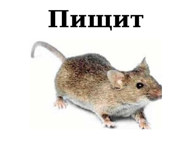 Пищит