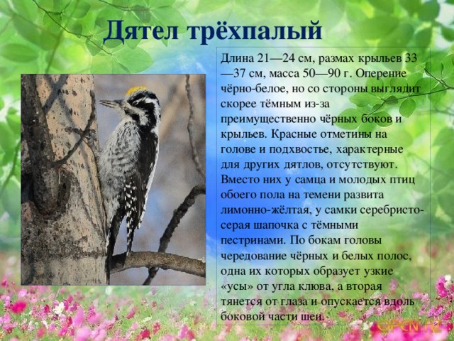 Дятел трёхпалый Длина 21—24 см, размах крыльев 33—37 см, масса 50—90 г. Оперение чёрно-белое, но со стороны выглядит скорее тёмным из-за преимущественно чёрных боков и крыльев. Красные отметины на голове и подхвостье, характерные для других дятлов, отсутствуют. Вместо них у самца и молодых птиц обоего пола на темени развита лимонно-жёлтая, у самки серебристо-серая шапочка с тёмными пестринами. По бокам головы чередование чёрных и белых полос, одна их которых образует узкие «усы» от угла клюва, а вторая тянется от глаза и опускается вдоль боковой части шеи.