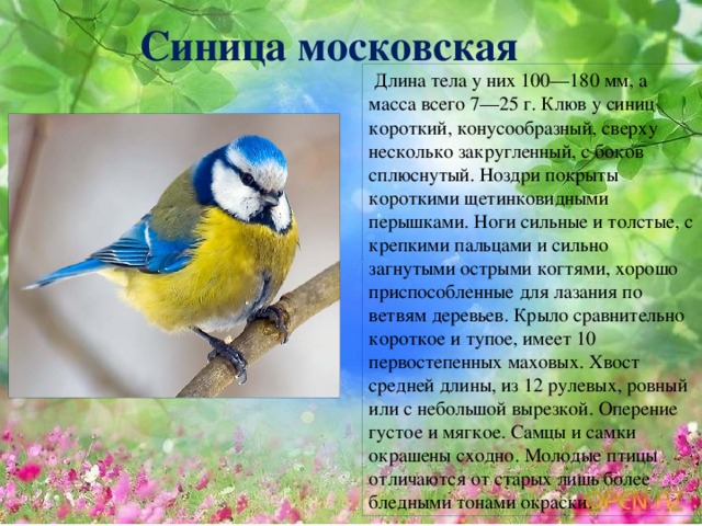 Синица московская  Длина тела у них 100—180 мм, а масса всего 7—25 г. Клюв у синиц короткий, конусообразный, сверху несколько закругленный, с боков сплюснутый. Ноздри покрыты короткими щетинковидными перышками. Ноги сильные и толстые, с крепкими пальцами и сильно загнутыми острыми когтями, хорошо приспособленные для лазания по ветвям деревьев. Крыло сравнительно короткое и тупое, имеет 10 первостепенных маховых. Хвост средней длины, из 12 рулевых, ровный или с небольшой вырезкой. Оперение густое и мягкое. Самцы и самки окрашены сходно. Молодые птицы отличаются от старых лишь более бледными тонами окраски.