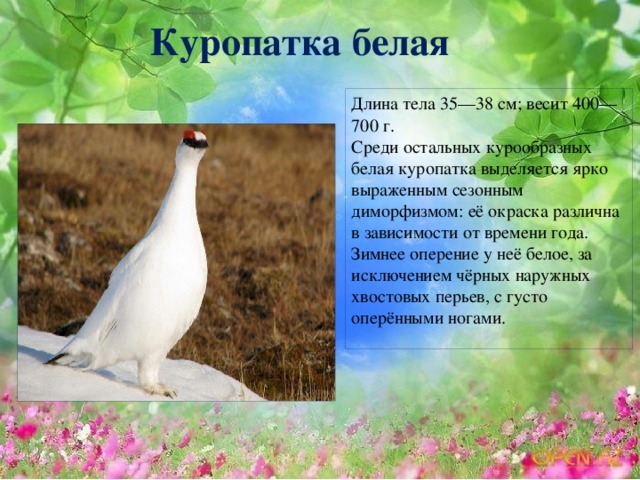 Куропатка белая Длина тела 35—38 см; весит 400—700 г. Среди остальных курообразных белая куропатка выделяется ярко выраженным сезонным диморфизмом: её окраска различна в зависимости от времени года. Зимнее оперение у неё белое, за исключением чёрных наружных хвостовых перьев, с густо оперёнными ногами.