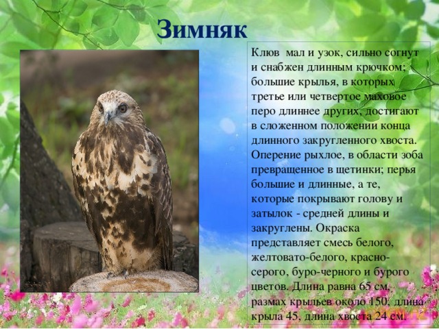 Зимняк Клюв мал и узок, сильно согнут и снабжен длинным крючком; большие крылья, в которых третье или четвертое маховое перо длиннее других, достигают в сложенном положении конца длинного закругленного хвоста. Оперение рыхлое, в области зоба превращенное в щетинки; перья большие и длинные, а те, которые покрывают голову и затылок - средней длины и закруглены. Окраска представляет смесь белого, желтовато-белого, красно-серого, буро-черного и бурого цветов. Длина равна 65 см, размах крыльев около 150, длина крыла 45, длина хвоста 24 см.