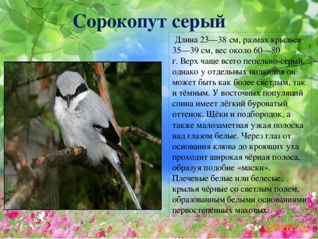 Сорокопут серый  Длина 23—38 см, размах крыльев 35—39 см, вес около 60—80 г. Верх чаще всего пепельно-серый, однако у отдельных подвидов он может быть как более светлым, так и тёмным. У восточных популяций спина имеет лёгкий буроватый оттенок. Щёки и подбородок, а также малозаметная узкая полоска над глазом белые. Через глаз от основания клюва до кроющих уха проходит широкая чёрная полоса, образуя подобие «маски». Плечевые белые или белесые, крылья чёрные со светлым полем, образованным белыми основаниями первостепенных маховых.