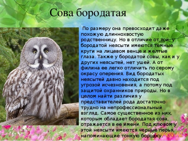 Сова бородатая   По размеру она превосходит даже похожую длиннохвостую родственницу. Но в отличие от той, у бородатой неясыти имеются темные круги на лицевом венце и желтые глаза. Также у бородатой совы, как и у других неясытей, нет ушей. А от филина ее легко отличить по серому окрасу оперения. Вид бородатых неясытей давно находится под угрозой исчезновения, а потому под защитой охранников природы. Но в целом найти различия у представителей рода достаточно трудно на непрофессиональный взгляд. Самое существенное из них, которым обладает бородатая сова, отражается в ее имени. Под клювом у этой неясыти имеются черные перья, напоминающие тонкую бородку. 