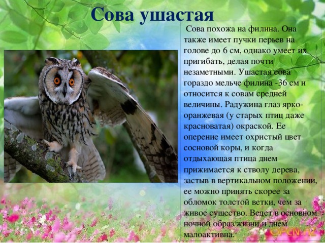 Сова ушастая  Сова похожа на филина. Она также имеет пучки перьев на голове до 6 см, однако умеет их пригибать, делая почти незаметными. Ушастая сова гораздо мельче филина -36 см и относится к совам средней величины. Радужина глаз ярко-оранжевая (у старых птиц даже красноватая) окраской. Ее оперение имеет охристый цвет сосновой коры, и когда отдыхающая птица днем прижимается к стволу дерева, застыв в вертикальном положении, ее можно принять скорее за обломок толстой ветки, чем за живое существо. Ведет в основном ночной образ жизни и днем малоактивна. 