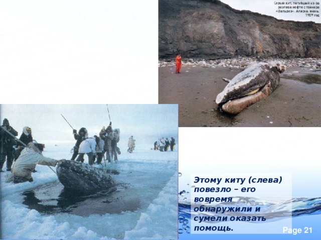 Этому киту (слева) повезло – его вовремя обнаружили и сумели оказать помощь.