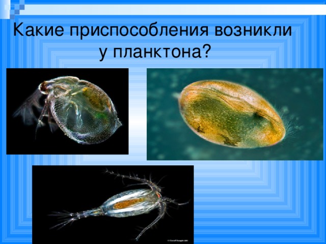 Какие приспособления возникли у планктона?