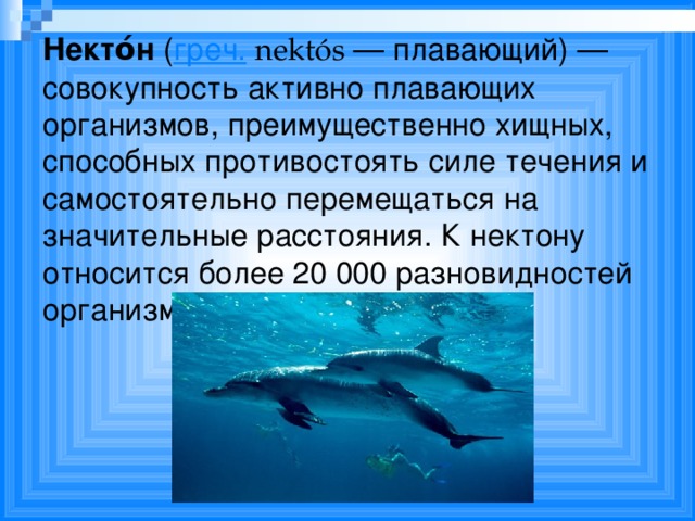 Организмы не способные к активному плаванию. К нектону относятся. Нектон сообщение. Планктон Нектон Бектон. Сообщение о нектоне 5 класс география.