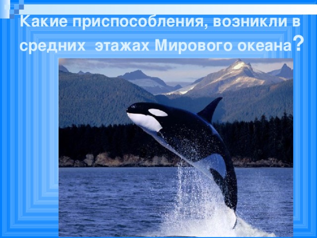 Какие приспособления, возникли в средних этажах Мирового океана ?