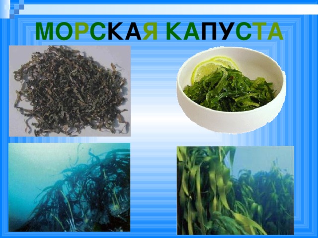 МО Р С КА Я КА ПУ С ТА Морская капуста