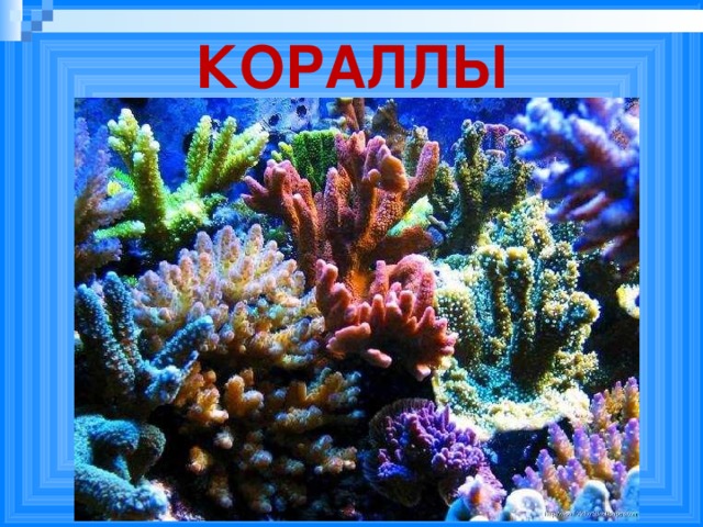 КОРАЛЛЫ Кораллы