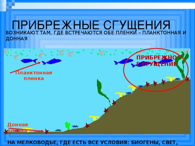 ПРИБРЕЖНЫЕ СГУЩЕНИЯ ВОЗНИКАЮТ ТАМ, ГДЕ ВСТРЕЧАЮТСЯ ОБЕ ПЛЕНКИ – ПЛАНКТОННАЯ И ДОННАЯ ПРИБРЕЖНОЕ СГУЩЕНИЕ Планктонная пленка Донная пленка НА МЕЛКОВОДЬЕ, ГДЕ ЕСТЬ ВСЕ УСЛОВИЯ: БИОГЕНЫ, СВЕТ, СУБСТРАТ