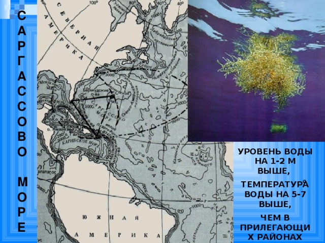 САРГАССОВО  МОРЕ УРОВЕНЬ ВОДЫ НА 1-2 М ВЫШЕ, ТЕМПЕРАТУРА ВОДЫ НА 5-7 ВЫШЕ, ЧЕМ В ПРИЛЕГАЮЩИХ РАЙОНАХ