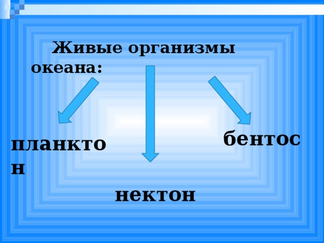 Живые организмы океана: бентос планктон нектон