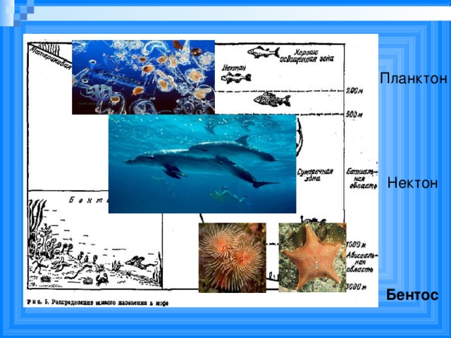 Планктон Нектон Бентос